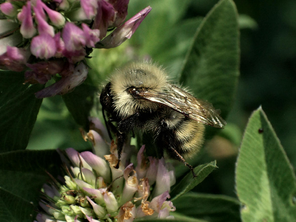  un Bombus ?